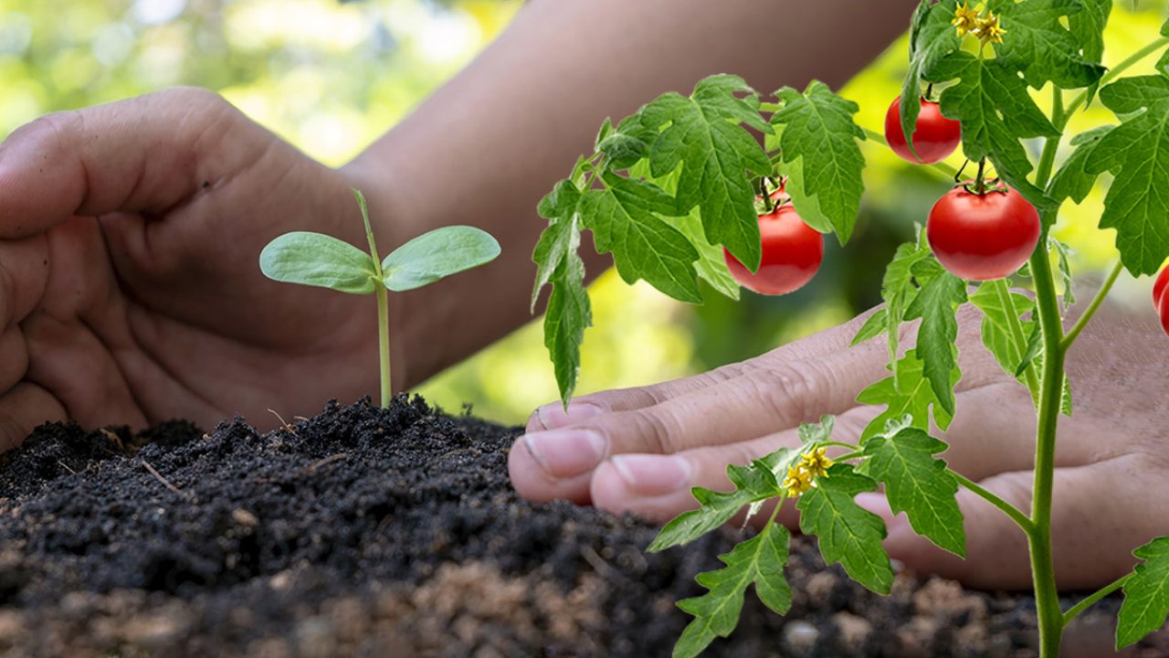 Ce trebuie să plantezi neapărat lângă roșii Așa vei avea cele mai