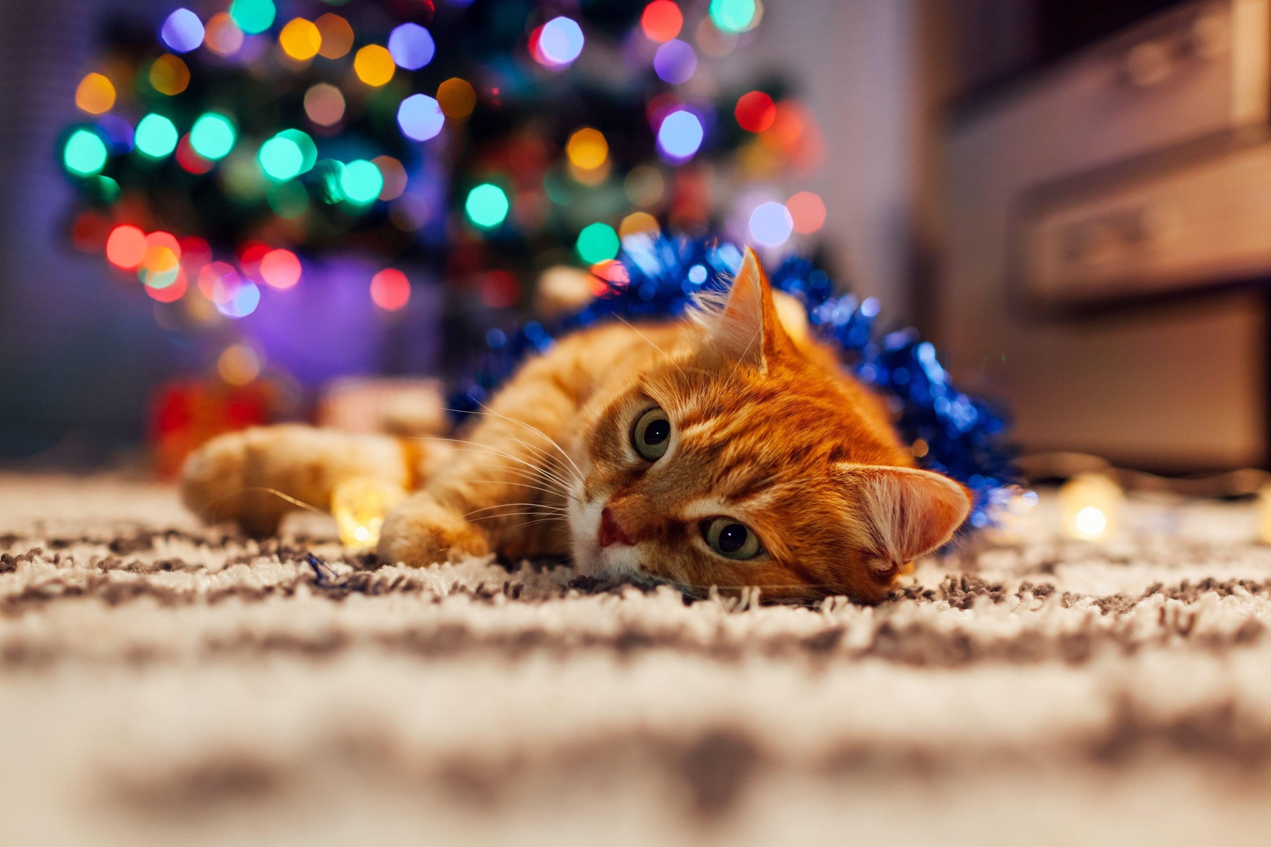 Cum să ții departe pisicile sau cățeii de bradul de Crăciun